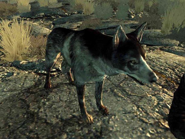 dogmeat