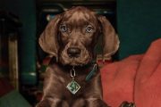 نتفلیکس تصویر جدید Scooby-Doo: Origins را منتشر کرد