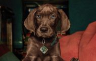 نتفلیکس تصویر جدید Scooby-Doo: Origins را منتشر کرد